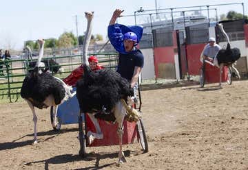 Photo of Ostrich Races