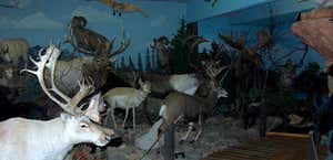 Dons Wildlife Museum
