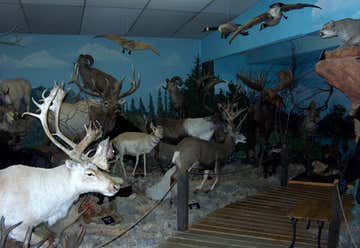 Photo of Dons Wildlife Museum