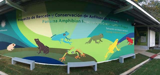 Photo of Panama Amphibian Rescue And Conservation Project