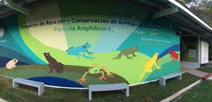 Panama Amphibian Rescue And Conservation Project