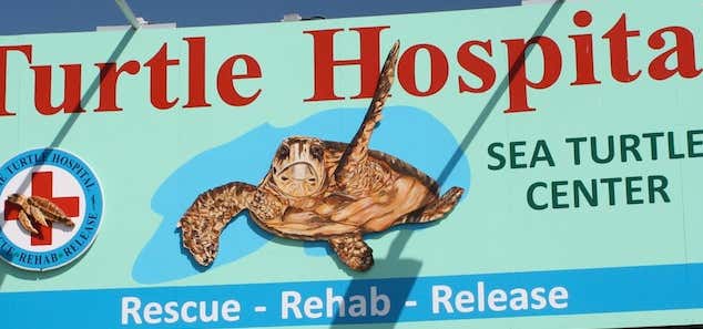 Photo of The Turtle Hospital