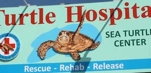The Turtle Hospital