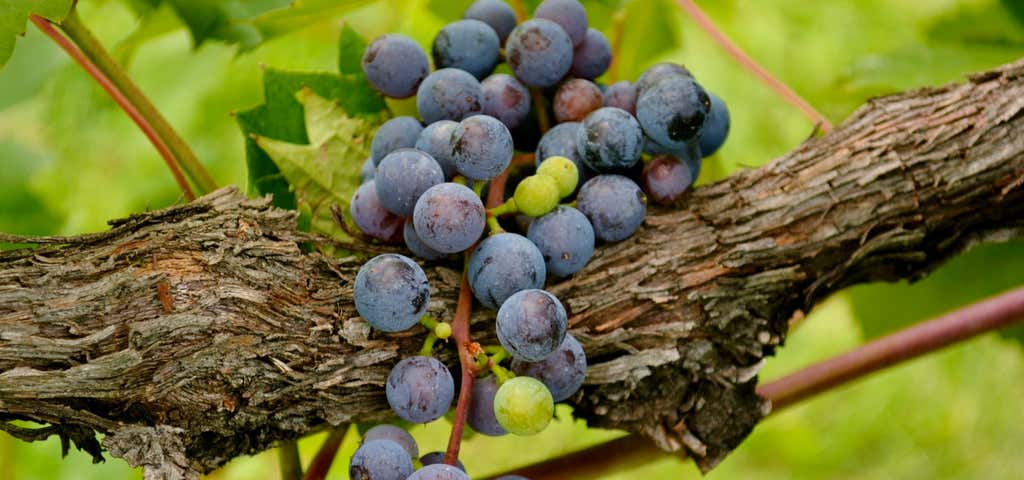 Photo of Northern Vineyards Winery