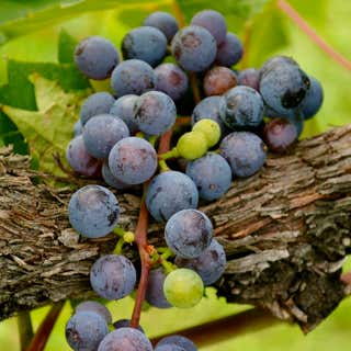 Northern Vineyards Winery