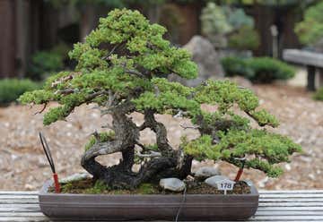Photo of Golden State Bonsai Collection