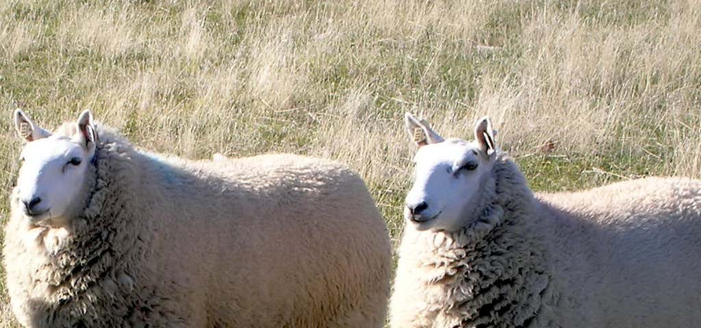 Photo of The Miniature Cheviot Sheep Breeders Connection