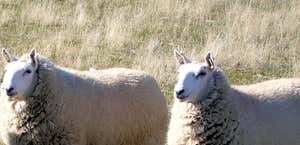 The Miniature Cheviot Sheep Breeders Connection