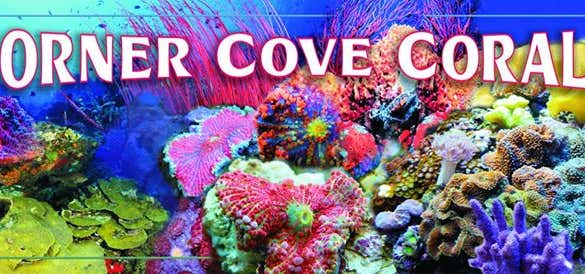Photo of Corner Cove Corals