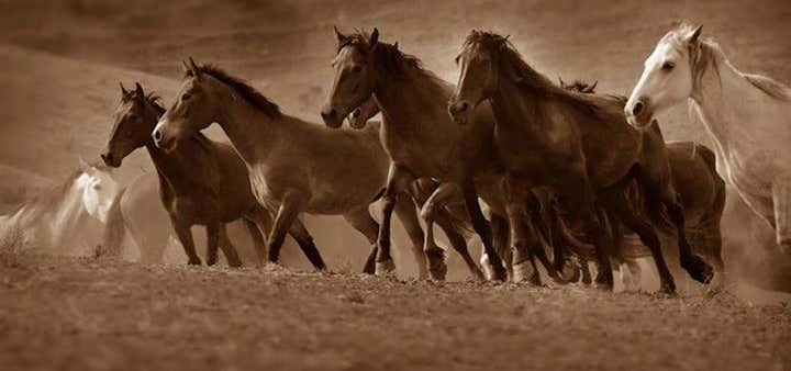 Photo of Return To Freedom, American Wild Horse Sanctuary