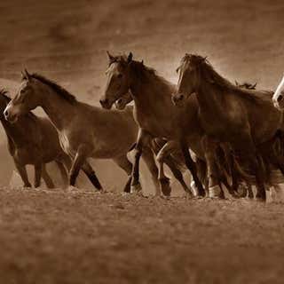 Return To Freedom, American Wild Horse Sanctuary