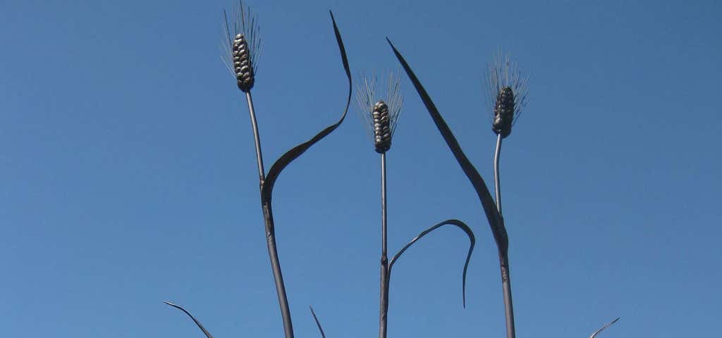 Photo of Giant Wheat