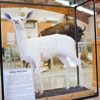 Werner Wildlife Museum