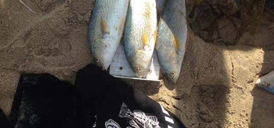 ace tackle fishing