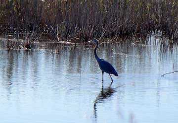 Photo of Prime Hook National Wildlife Refuge