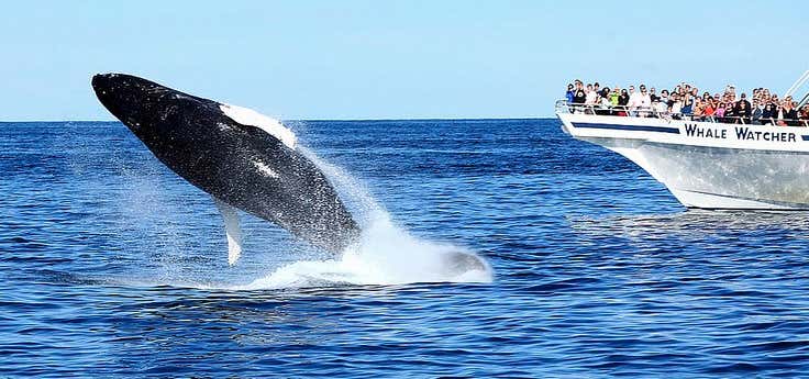 Photo of Hyannis Whale Watcher Cruises