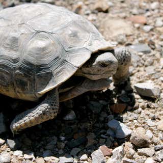 Desert Tortoise Natural Area