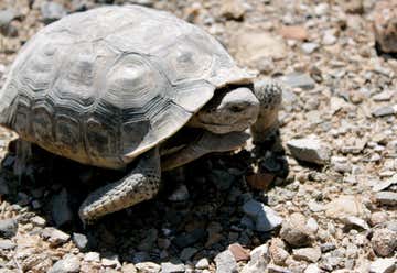 Photo of Desert Tortoise Natural Area