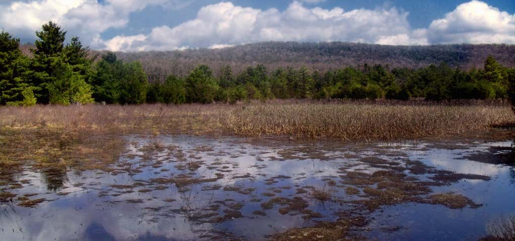 Photo of Cranberry Swamp Natural Area