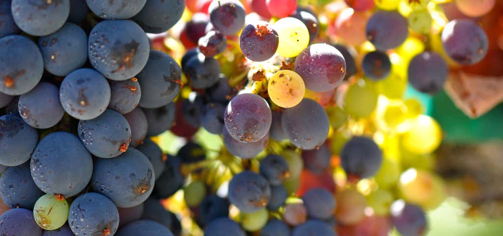 Photo of Laraine Winery/Gerber Vineyards