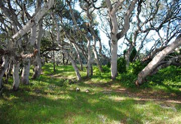 Photo of Los Osos Oaks State Reserve
