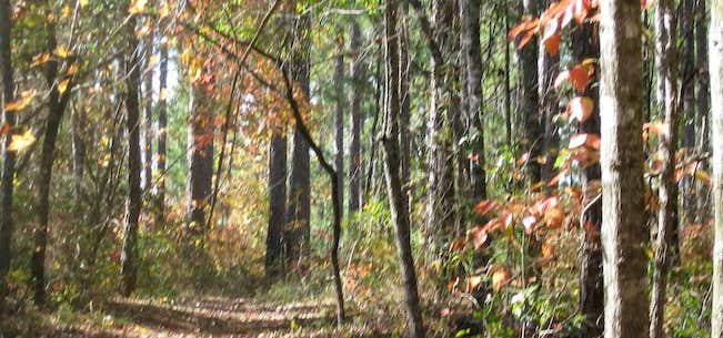 Photo of Tuskegee National Forest