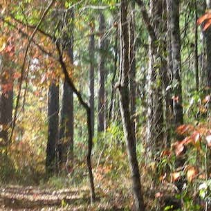 Tuskegee National Forest