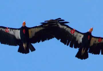 Photo of Sespe Condor Sanctuary