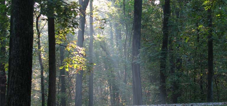 Photo of Shimek State Forest