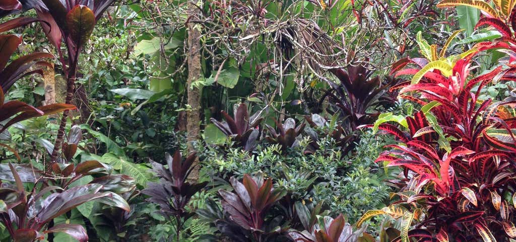 Photo of Hawaii Tropical Botanical Garden