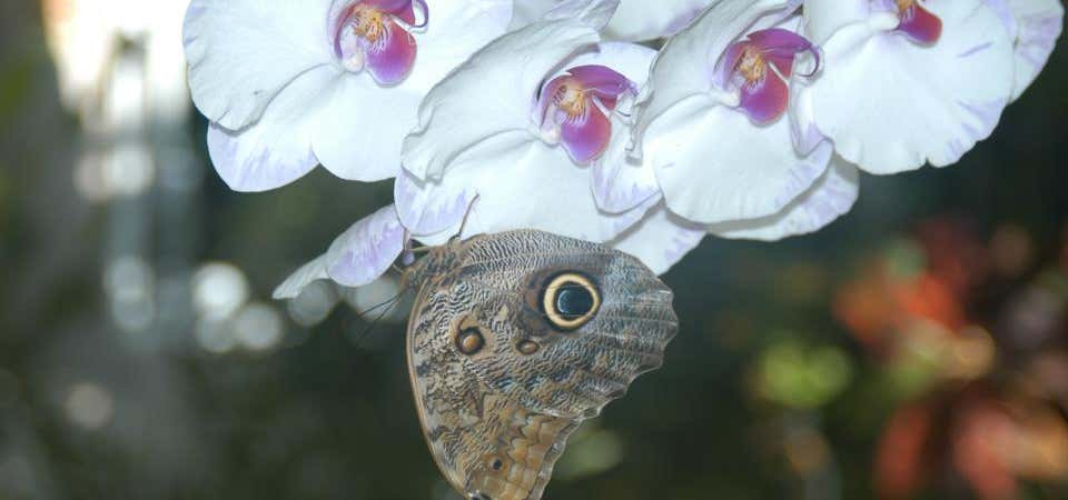 Photo of The Butterfly House