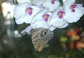 Photo of The Butterfly House