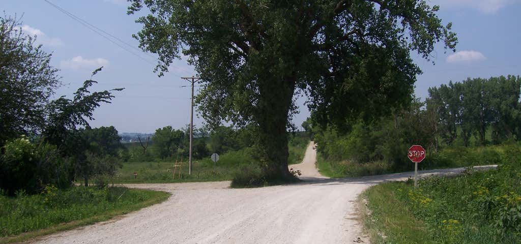 Photo of Tree in the Middle of the Road
