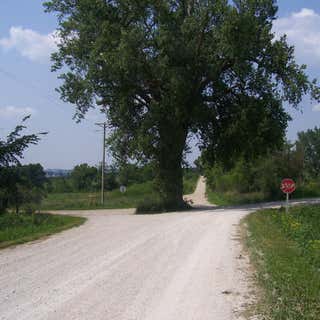 Tree in the Middle of the Road