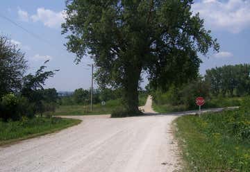 Photo of Tree in the Middle of the Road