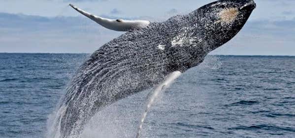 Photo of 7 Seas Whale Watch