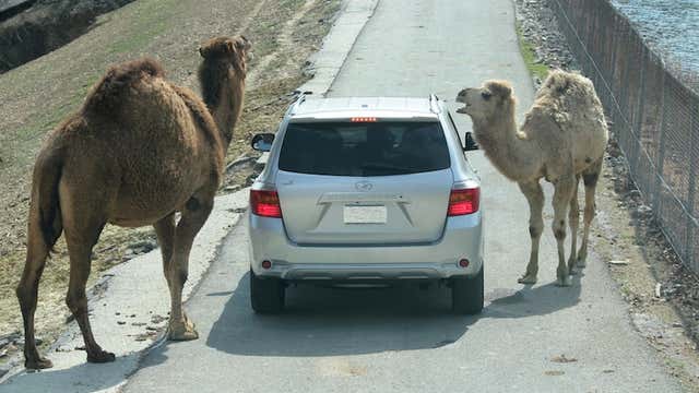 Wild Animal Safari Pine Mountain Ga Roadtrippers