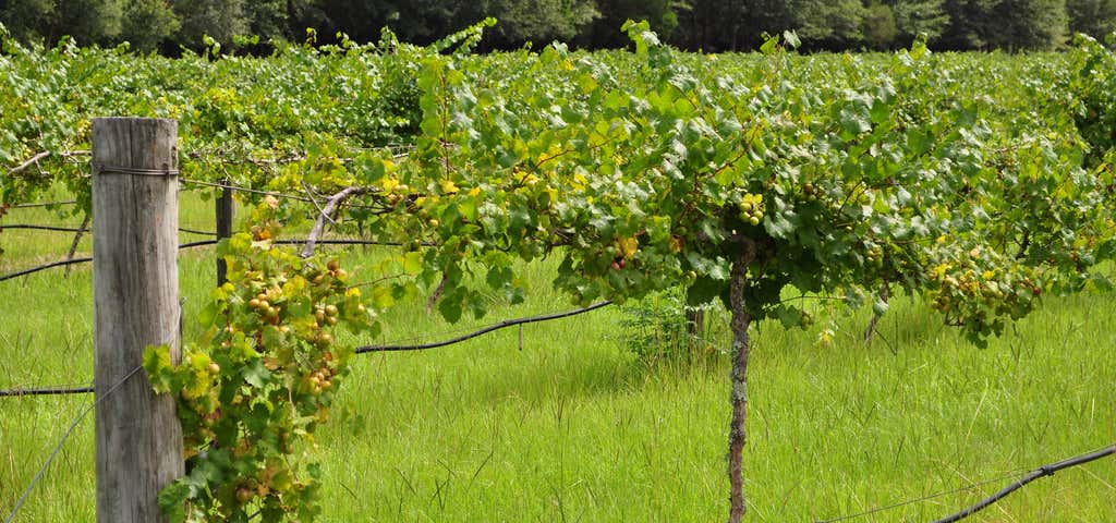 Photo of Monticello Vineyards & Winery