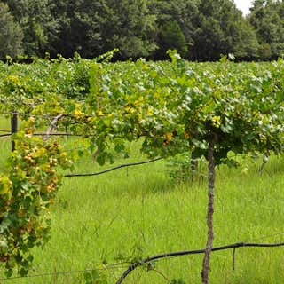 Monticello Vineyards & Winery