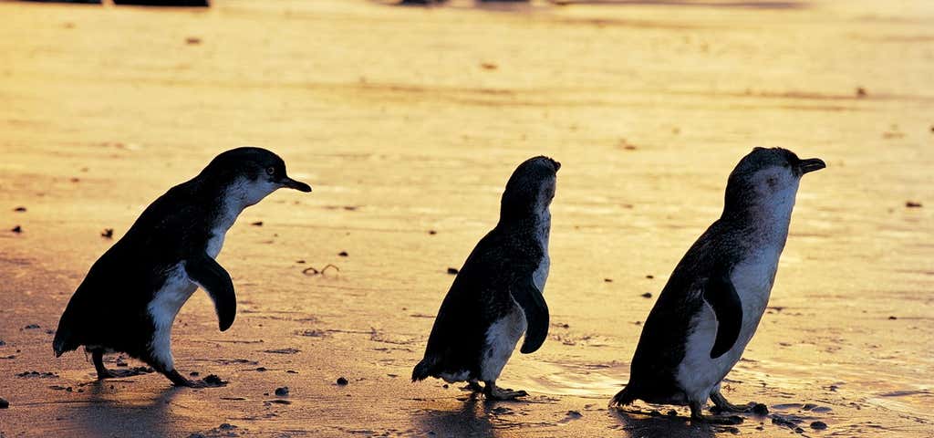 Photo of Penguin Island