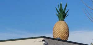 Giant Pineapple