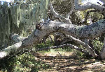 Photo of Los Osos Elfin Forest Natural Area