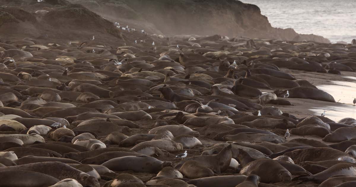 Friends of the Elephant Seal Rookery, San Simeon | Roadtrippers