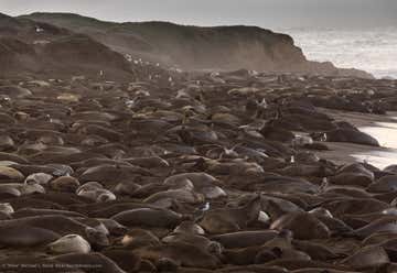 Photo of Friends of the Elephant Seal Rookery