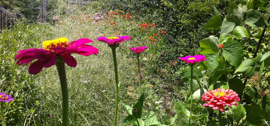Photo of Newbury Park Hummingbird Garden