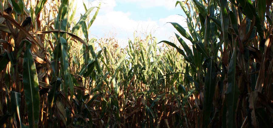 Photo of The Corn Maze On The Ridge