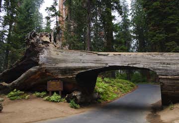 Photo of Tree Log Tunnel