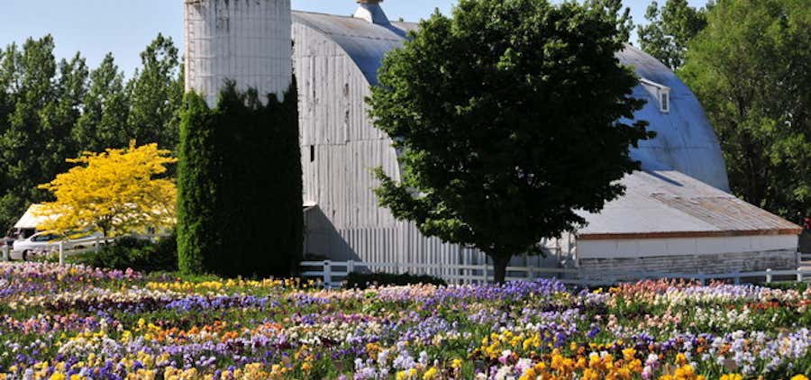 Photo of Iris Farm
