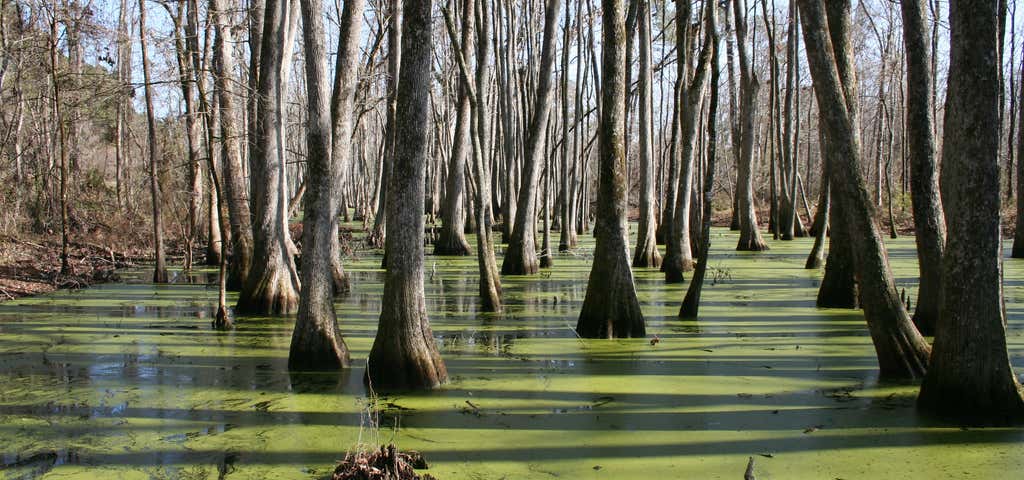 Photo of Tupelo-Bald Cypress Swamp