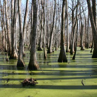 Tupelo-Bald Cypress Swamp